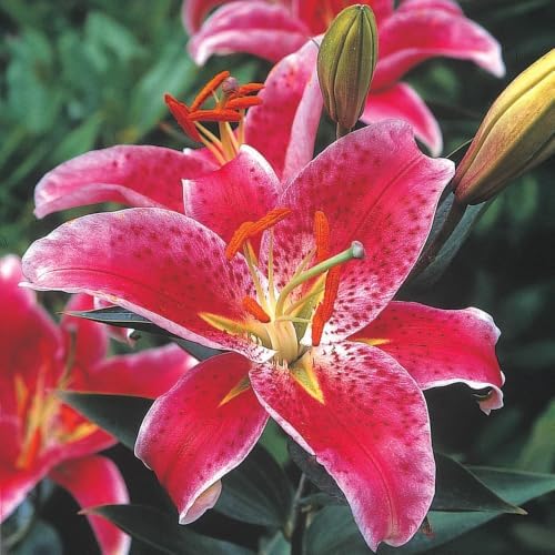 Oriental Lily Star Gazer, 4 Pack Lily Bulbs, Fragrant Summer Blooms by Unknown