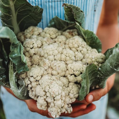 All Year Round Cauliflower - 100 Cauliflower Seeds, Thresh Seed Co. - Image 3