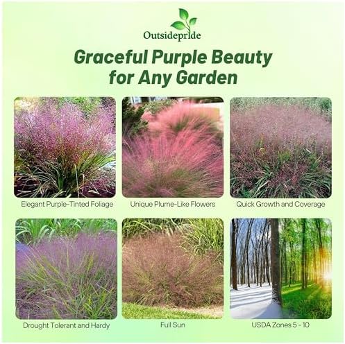 Outsidepride 1000 Seeds Perennial Eragrostis Spectabilis Ornamental Love Grass Seed for Planting - Image 2