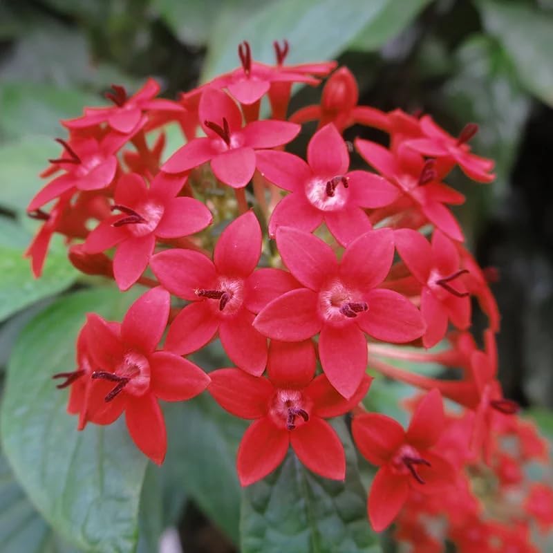 Pentas Lanceolata Ruby Glow Live Plants | Pack of 2 (Two) | 5-9" Tall | Egyptian Starcluster | Brilliant Red Flowers with White Eyes | Tall-Growing Outdoor Butterfly Magnet - Image 4