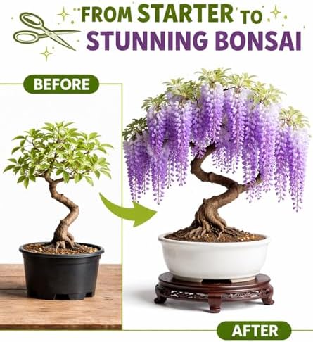 3 Wisteria Bonsai Starter Trees (1 Year Old Live Plant) – Wisteria Floribunda Seedling – Fast Growing Flowering Vine for Bonsai Training – Outdoor/Indoor Bonsai Tree Starter Kit (3 Plants) - Image 4