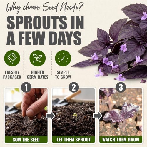 Seed Needs Opal Basil Seeds to Plant an Herb Garden - 10 Packs - Image 5