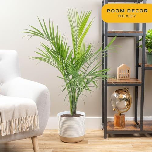 Costa Farms Majesty Palm, Live Indoor Plant, Tropical Decor, Air Purifying - Image 2