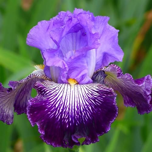 Eden Brothers Bearded Iris Bulbs - Jawbone Flats by EdenBrothers
