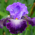 Eden Brothers Bearded Iris Bulbs - Jawbone Flats by EdenBrothers