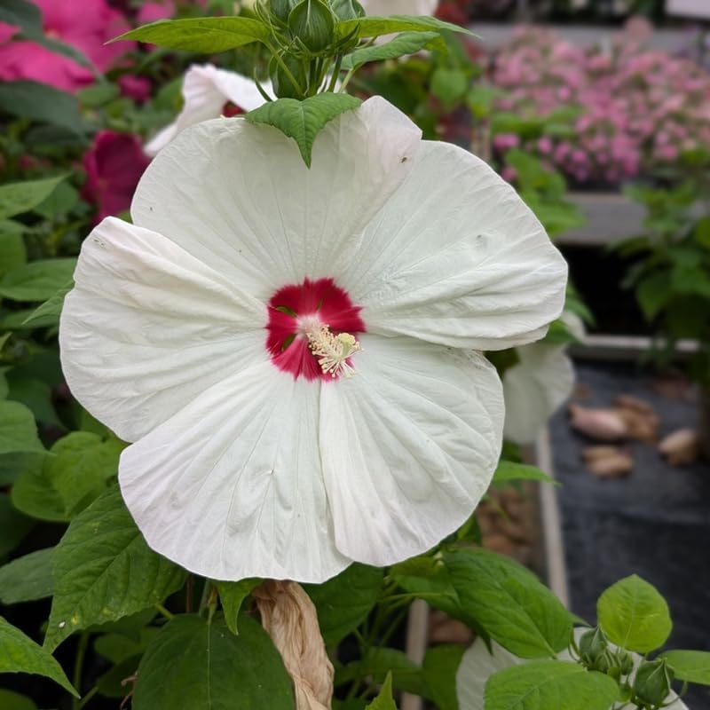 White Hibiscus Flower Live Plant, Large Bloom Shrub, 5-8'' Tall - Image 3
