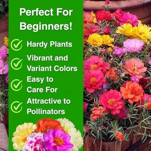 20,000+ Moss Rose Seeds (Portulaca Grandiflora) - Mixed Color Perennial Ground Cover, Non-GMO, Heirloom, Vibrant Blooms for Garden Beds, Outdoor Planting & Garden Beautification - Image 5