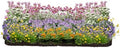 64 Outdoor Plants - Flowering Garden for Full Sun to Support Pollinators Including Perennial Native Plants Purple Coneflower, Butterfly Milkweed, Wild Bergamot and Smooth Blue Aster by MyHomePark