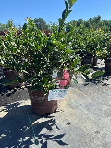 October Magic Pink Perplexion Camellia, 1 Gallon, Pink Double Flowers, 4-5 ft Height and Width, Fall Blooming Shrub - Image 3
