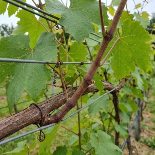 Purple Black Muscadine Grape Vine Plant, 8–12 Inch Live Plant, 2 Inch Plug - Image 5
