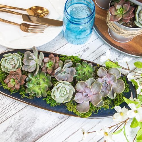 Live Succulents Plants Bulk Plant Tray (50 Pack), Indoor Houseplants, in Cactus and Succulent Soil Mix, Kit Gifts by for Pets, Black - Image 2