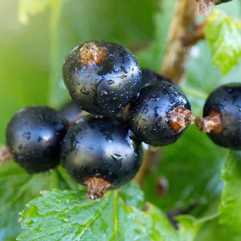 Consort Black Currant Bush Live Plant, Berry Fruit Cold Hardy 5-9" Tall - Image 4
