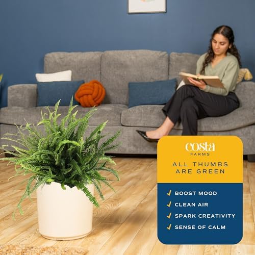 Costa Farms Boston Fern, Live Indoor Plant, Easy Care, Home Decor - Image 5