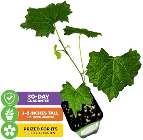 Welder Muscadine Grape Vine (2-Pack) Live Plant by Wellspring Gardens - Image 2