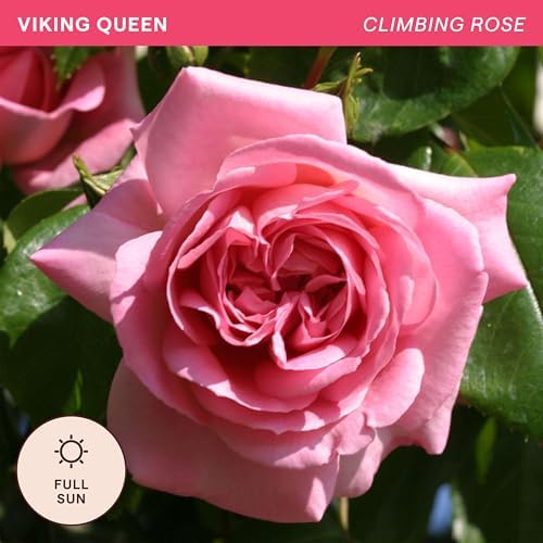 Heirloom Climbing Roses, Live Own Root Plant, Viking Queen - Image 4