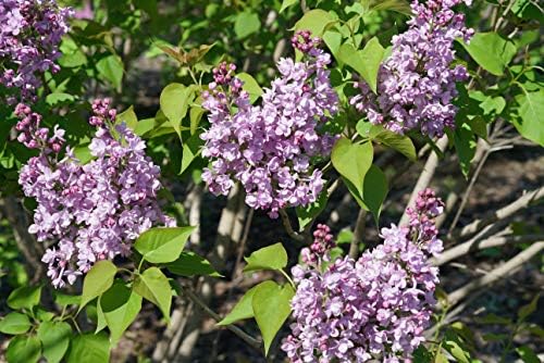 Proven Winners - Syringa x hya. Scentara Double Blue (Lilac), Shrub, Lavender-Blue Flowers, #3 - Size Container by GreenPromiseFarms