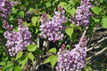 Proven Winners - Syringa x hya. Scentara Double Blue (Lilac), Shrub, Lavender-Blue Flowers, #3 - Size Container by GreenPromiseFarms