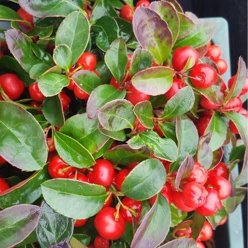 Gaultheria Cherry Live Plant, 4-7" Teaberry Plants - Image 5