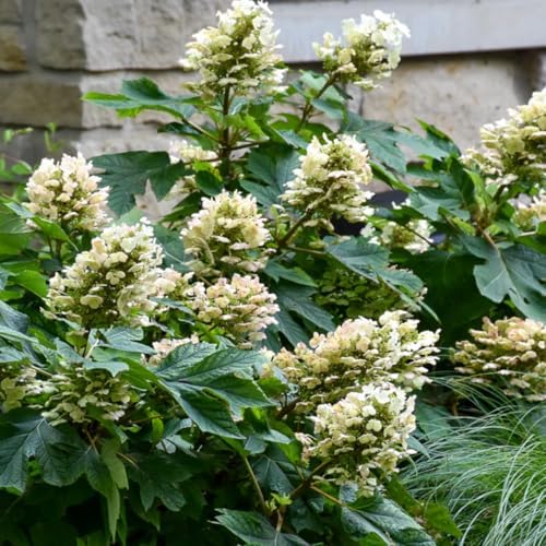 White Oakleaf Hydrangea Live Plant, 4" Pot, 6-12 Inch Tall - Image 6