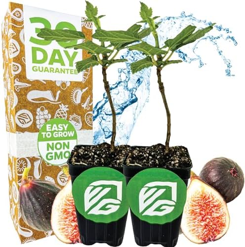 Violette de Bordeaux Fig Tree Live Plant - Ficus carica - Wellspring Gardens - Live Starter Fruit Plant for Your Indoor or Outdoor Garden (2-Pack) by WellspringGardens