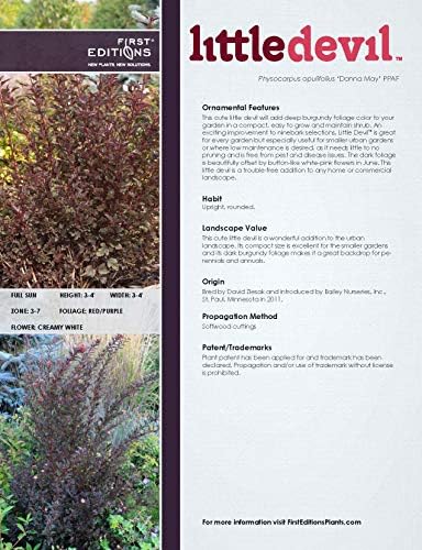 First Editions - Physocarpus op. Little Devil (Ninebark) Shrub, burgundy foliage, #3 - Size Container - Image 5