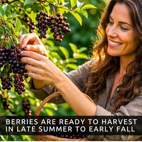 Red Chokeberry Seeds for Planting Native Shrub 100 Premium Seeds - Image 5