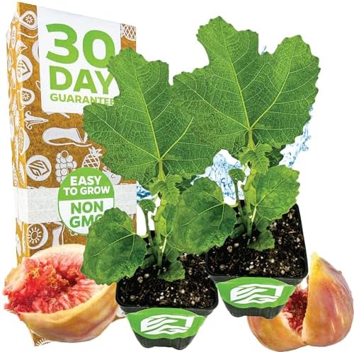 LSU Gold Fig Tree (2-Pack) Live Starter Plants by Wellspring Gardens by WellspringGardens