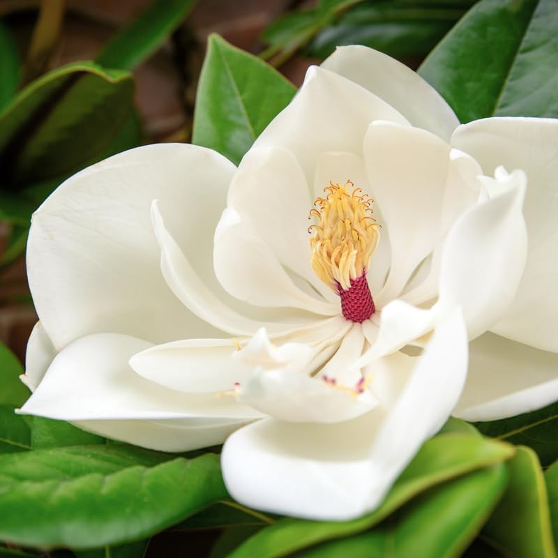 2 Sweetbay Magnolia Trees Live Plants, Fragrant Bloom Tree - Image 3