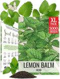 Seed Needs Lemon Balm Seeds to Plant Non-GMO & Heirloom Tea Herbs XL Pack by SeedNeeds