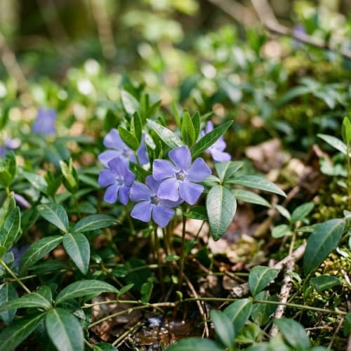 12 Vinca Minor Live Vines Rooted, Periwinkle Ground Cover Plant - Image 6