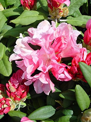 Rhododendron yak. 'Prince' (Rhododendron) Evergreen, pink flowers with dark pink edge, #2 - Size Container - Image 3