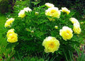 Live Plant - Bartzella Intersectional ITOH Tree Peony- Lemon Yellow Blooms - 2-3 Eye Bareroot - Flowering Plant by SmartMe
