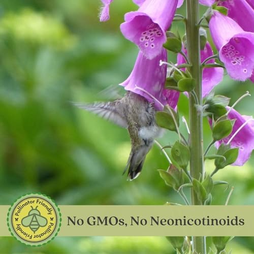 Clovers Garden Foxglove (Digitalis purpurea) Camelot Mix Plants – Two (2) Live Plants – Non-GMO - Not Seeds - Each 4" to 8" Tall – in 4" Inch Pots – Tall Flowering Spikes, Hummingbird Favorite - Image 3