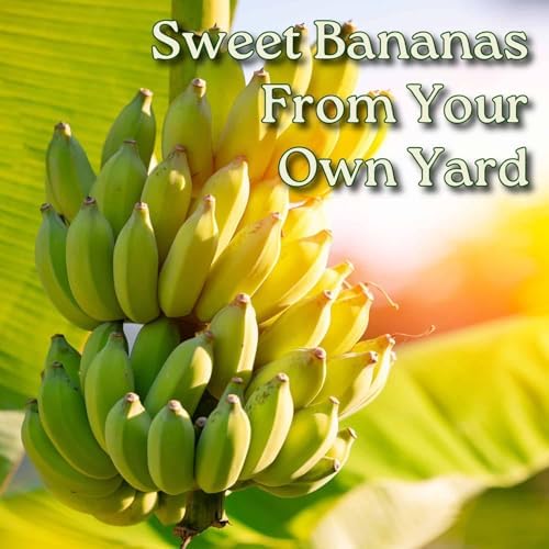 Tropical Plants of Florida Dwarf Cavendish Banana Tree Live Plant 3 Gallon Nursery Pot, 28 to 38 Inch Tall Edible Banana Plant, Tropical Patio Outdoor Tree - Image 4