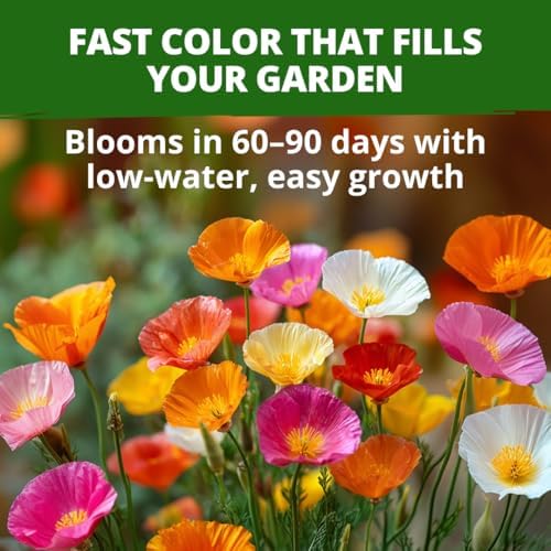 HOME GROWN Formula Mix California Poppy Seeds, 2,000 Seeds - Image 2