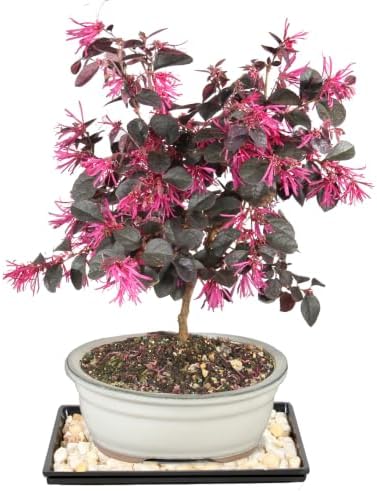 Brussel's Bonsai - Medium Live Bonsai Tree with Tray, Potted Indoor Plant by BrusselsBonsai