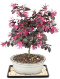 Brussel's Bonsai - Medium Live Bonsai Tree with Tray, Potted Indoor Plant by BrusselsBonsai