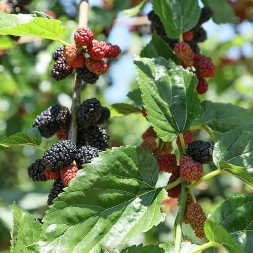 Dwarf Mulberry Tree Live Plant, 5-8" Mulberry Starter Plant - Image 4