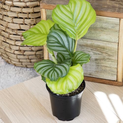 Pet Safe Calathea Plant 4PK, Prayer Plants Live Houseplants, 4 in. Pots - Image 4