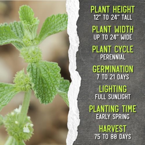 Seed Needs Horehound Seeds to Plant an Herb Garden - 10 Packs - Image 7