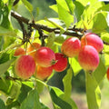 Crabapple Tree Live Plant, 5-8 Inch Tall Crabapple Fruit Seedling by Unknown
