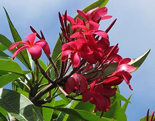Hawaiian Red Plumeria Live Plant Cutting, Fragrant Tropical Flowering Tree - Image 3