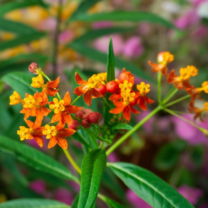 2 Red Milkweed Plants Live, Garden Flower Plant, 4-7 Inch Tall - Image 6