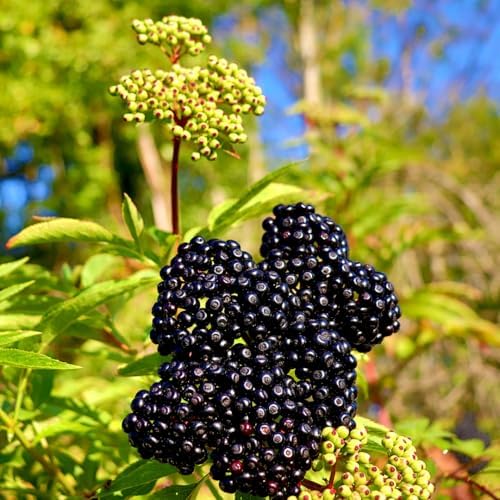 10 Black Elderberry Cuttings Live Plants, Berry Fruit Bush, 6-8 Inch Tall - Image 5