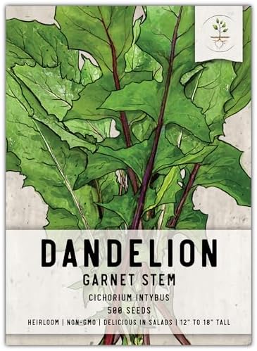 Seed Needs Garnet Stem Dandelion Seeds to Plant an Herb Garden - 1 Pack by SeedNeeds
