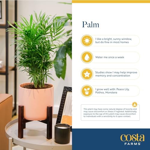 Costa Farms Parlor Palm, Live Indoor Plant, Tropical Decor, Air Purifying - Image 6