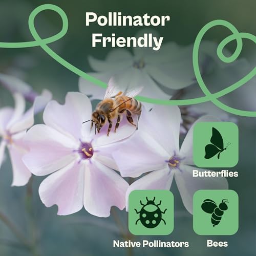 SVI 1500 Mountain Phlox Seeds (Linanthus grandiflorus) – Ground Cover Phlox Seed Packets Bulk, Sweet Fragrance Flower Garden – Heirloom Annual Purple Flower Seeds for Outdoor Garden, Containers - Image 4