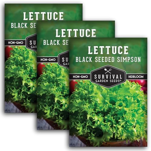 Black Seeded Simpson Lettuce Seeds – Survival Garden Seeds (3 Packs) by SurvivalGardenSeeds