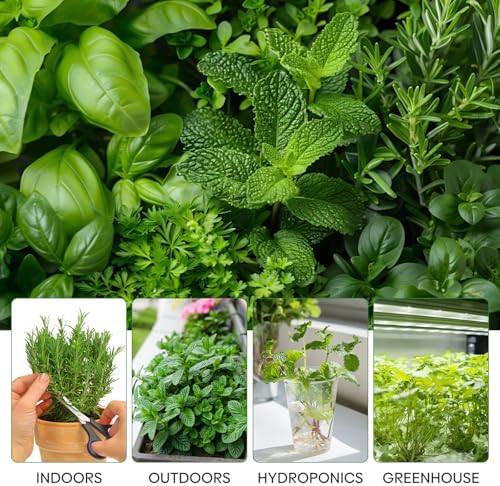 Groundio Herb Seeds, 15 Variety Packs, 5,700+ Non-GMO Heirloom Seeds | Herb Seeds for Planting Indoor, Outdoor & Hydroponic, with Rosemary, Basil, Mint, Lavender, Lemon Balm Seeds - Image 3