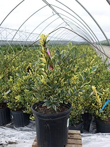 Ilex X meserveae 'Honey Maid' (Varigated Holly) Evergreen, yellow & blue/green varigated foliage, 2 - Size Container - Image 2